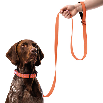 Masha and the Bear Friends Chaos Machine Pet collar & leash CUT-SEW